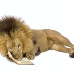 Lion (8 years) - Panthera leo