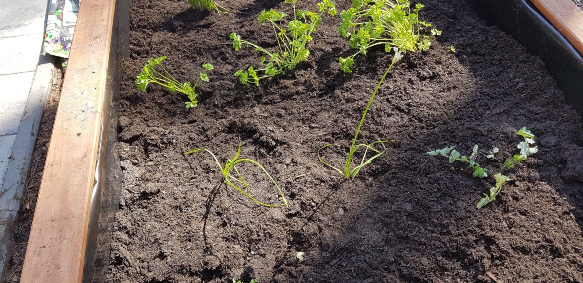 Garten der Sinne – ein Naturprojekt