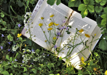 Sommerferien | Lesen im Grünen